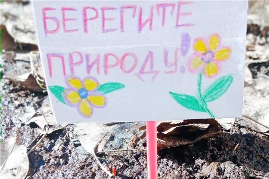 Наблюдение за первоцветами