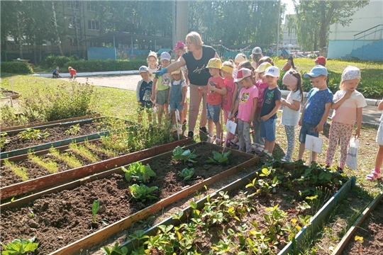 Бахчевая культура