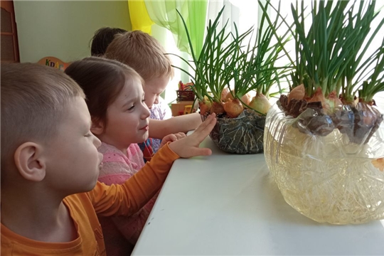 Лук от семи недуг.
