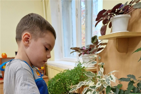 Комнатные растения в детском саду 