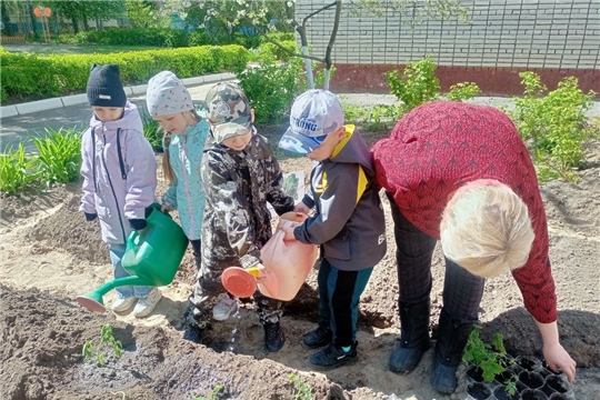Высаживаем помидоры на огород