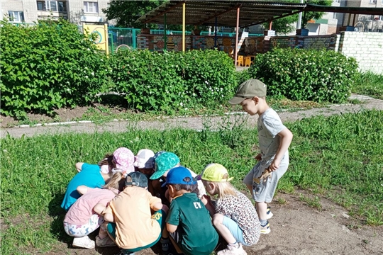 Наблюдение за насекомыми.