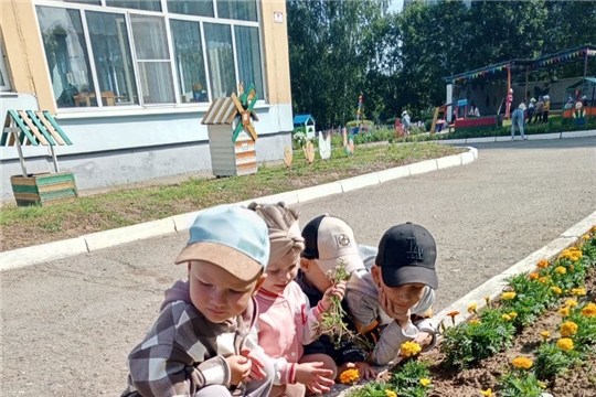 Наблюдение за цветами