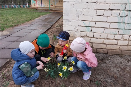 Наблюдение за нарциссами