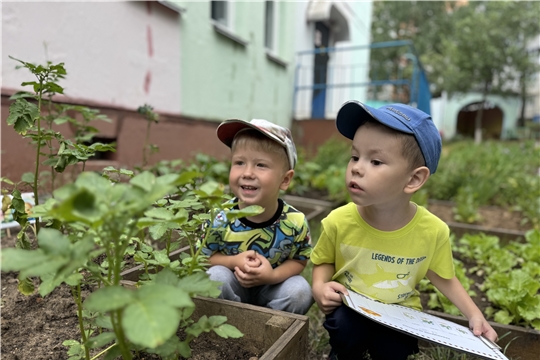 Эколята - дошколята наблюдают за ростом урожая