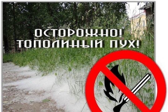 Осторожно, тополиный пух!