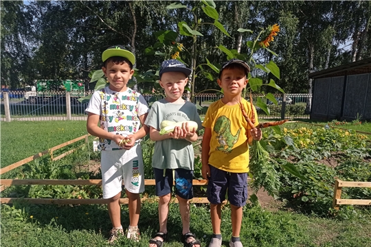 Сбор первого урожая