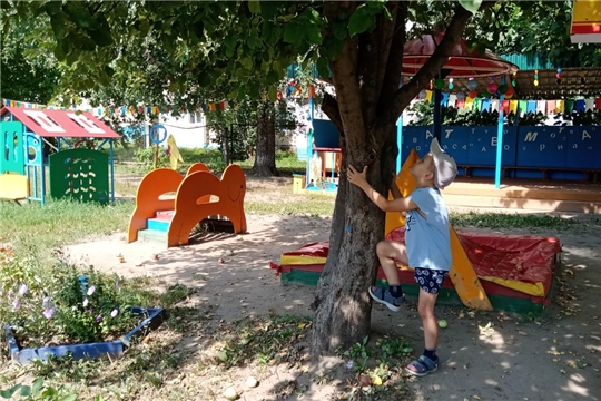 На дереве поспели яблоки (об опасности лазания по деревьям)