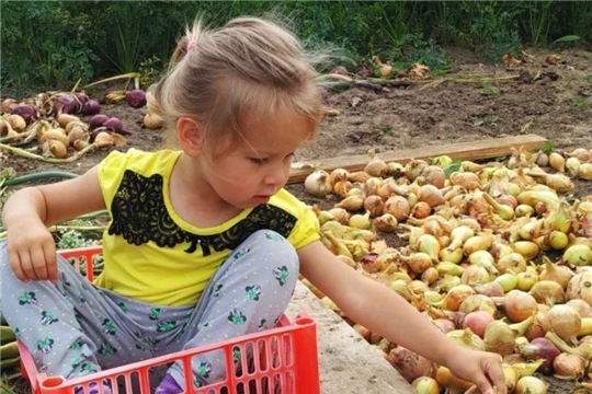 Первые дары лета.