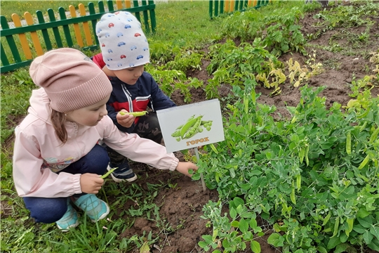 Чем полезен горох?
