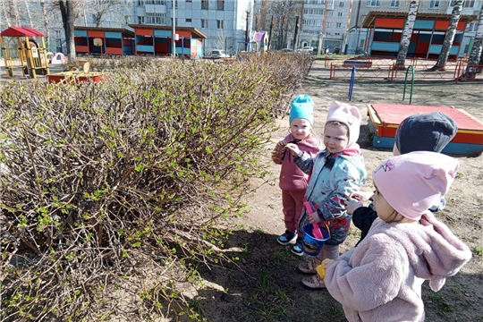 Наблюдение за появлением листьев