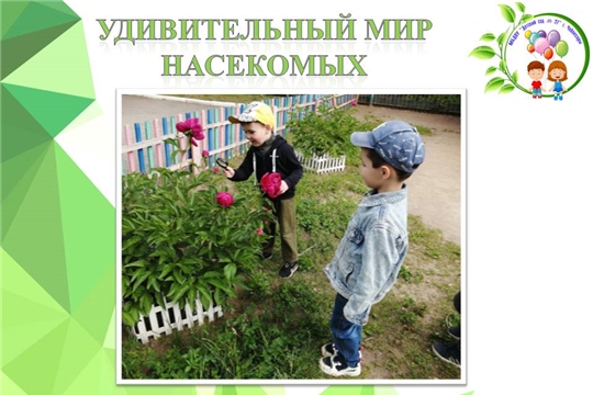 Удивительный мир насекомых