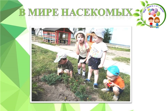 В мире насекомых