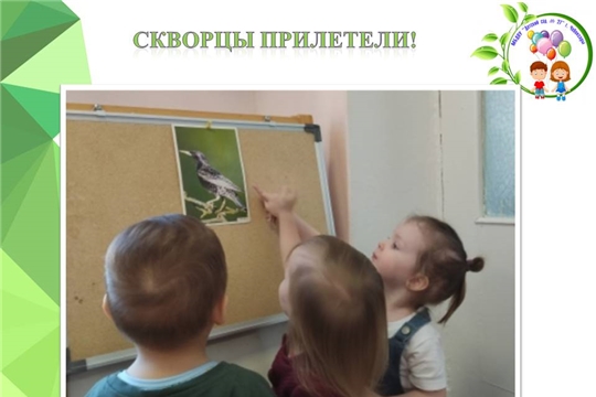 Скворцы прилетели!
