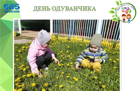 День одуванчика