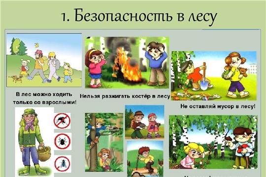 Правила поведения в лесу