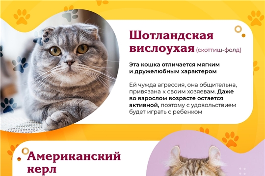 1 марта — День кошек в России