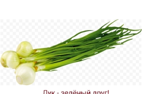 Лук - зеленый друг