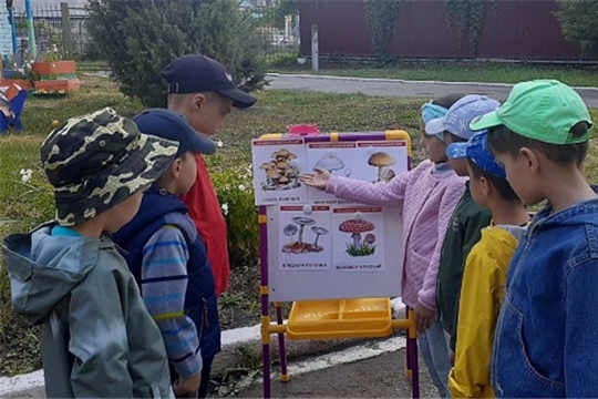 Ядовитые растения и грибы