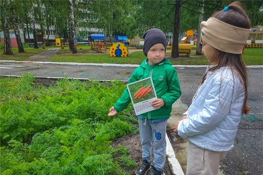 Овощи в огороде
