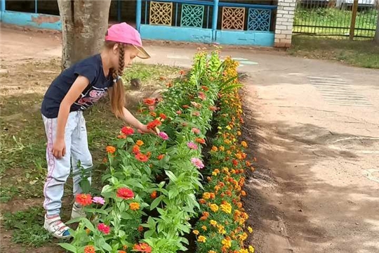 Наблюдение за цветами