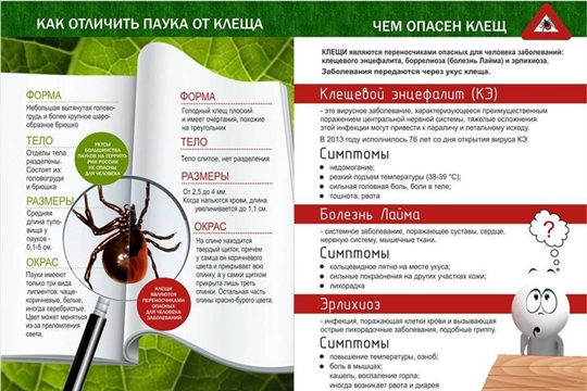 Осторожно клещи! 