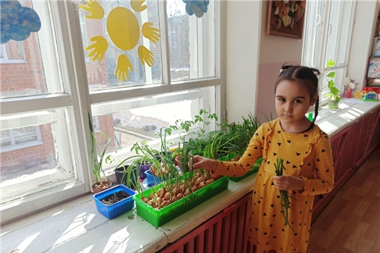 Зелень и ее полезные свойства.