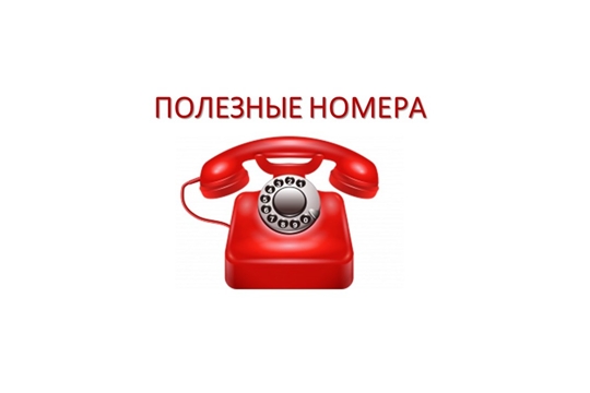 Полезные номера телефонов