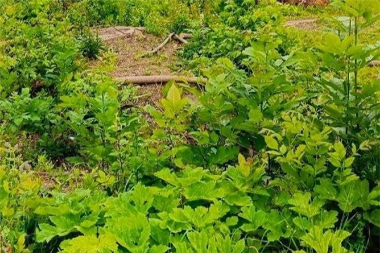 Чувашия намерена продолжить борьбу с борщевиком