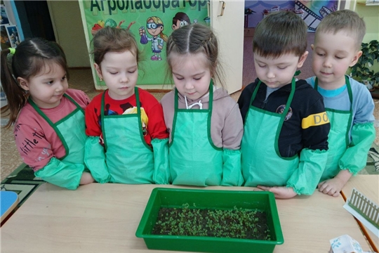 Выращивание микрозелени