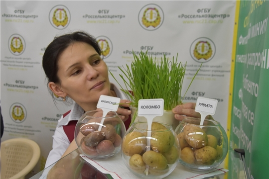 Россельхозцентр представит свои услуги на выставке "Картофель-2024"