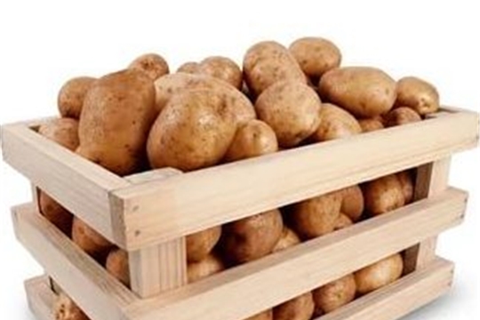 Храним картофель правильно