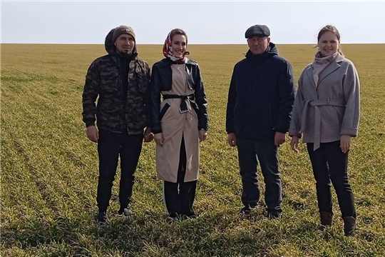 Вегетация  озимой пшеницы началась