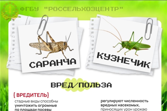 Вы знаете как отличить саранчу от кузнечика?/Диалог о Даче