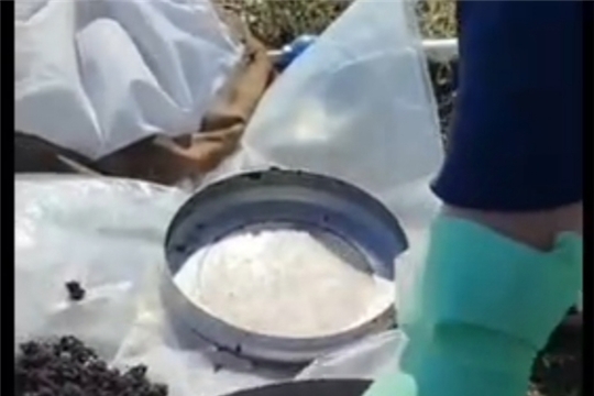 На раскопках весеннего зимующего запаса