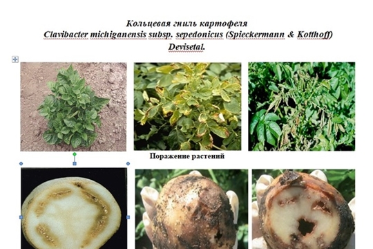 Кольцевая гниль картофеля