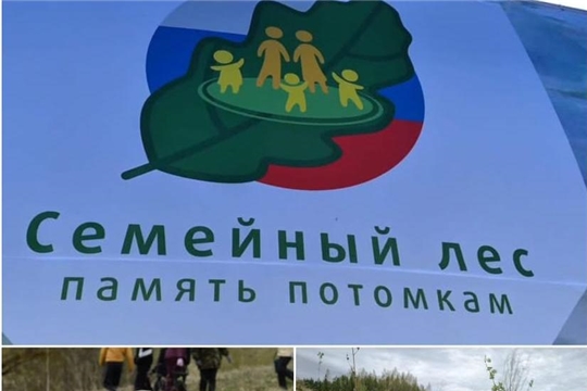 Фестиваль "Семейный лес" в Красноармейском муниципальном округе