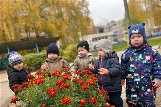 "Наблюдаем за бархатцами"