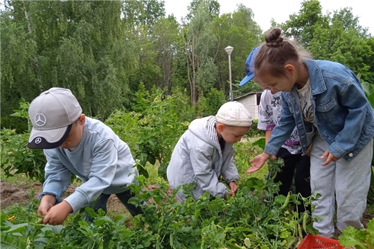 Из семян в тарелку: маленькие помощники получили первый урожай