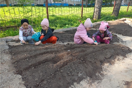 Посадка овощей на огороде