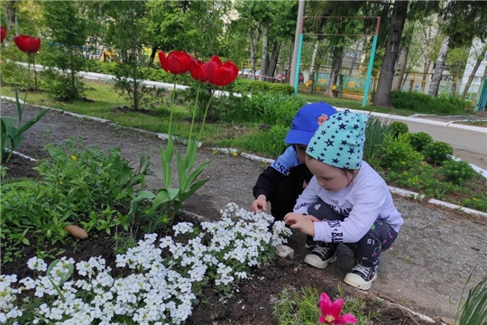 Наблюдение за цветами