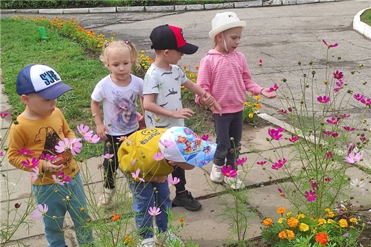 Наблюдения за цветами на клумбах
