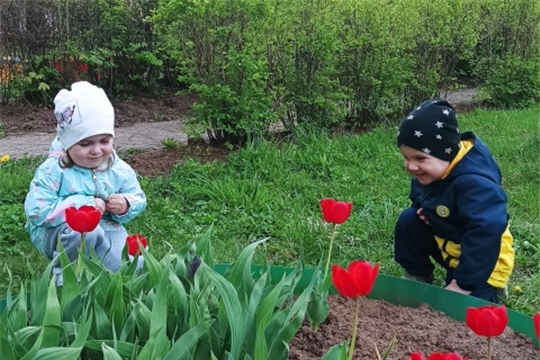 Наблюдаем за тюльпанами