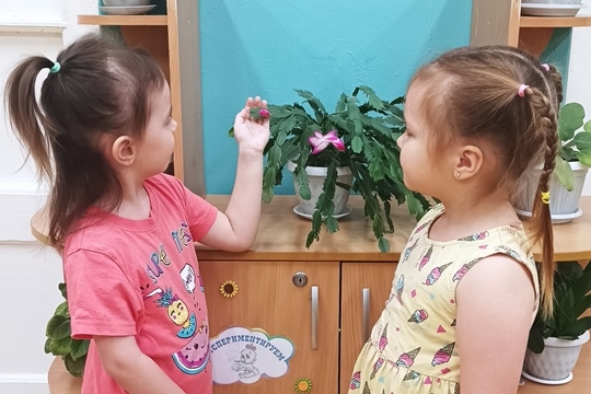 Наблюдение за цветами в уголке природы