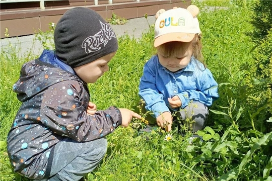 День ромашек
