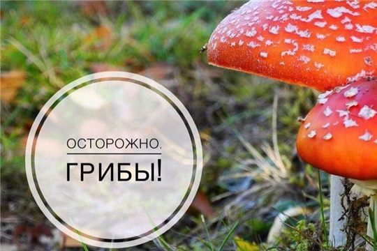 Осторожно, грибы!