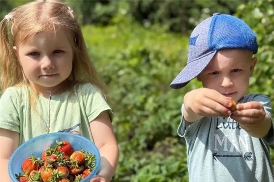 Клубника – самая любимая ягода детей и взрослых.
