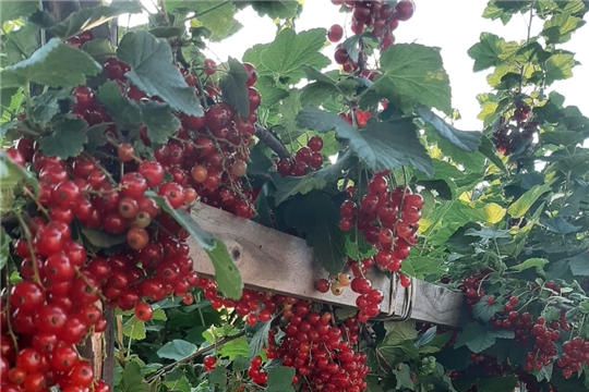 Польза летних ягод