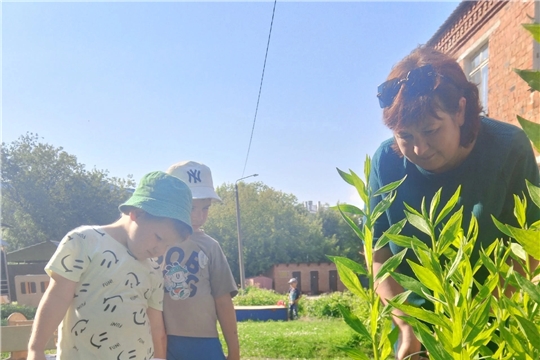 Дошкольники 5-6 лет любят  участвовать в уходе за цветами.