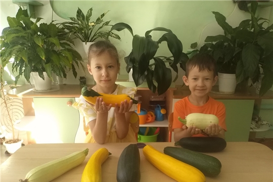 Полезный кабачок